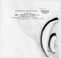 Fomitopsis betulina image